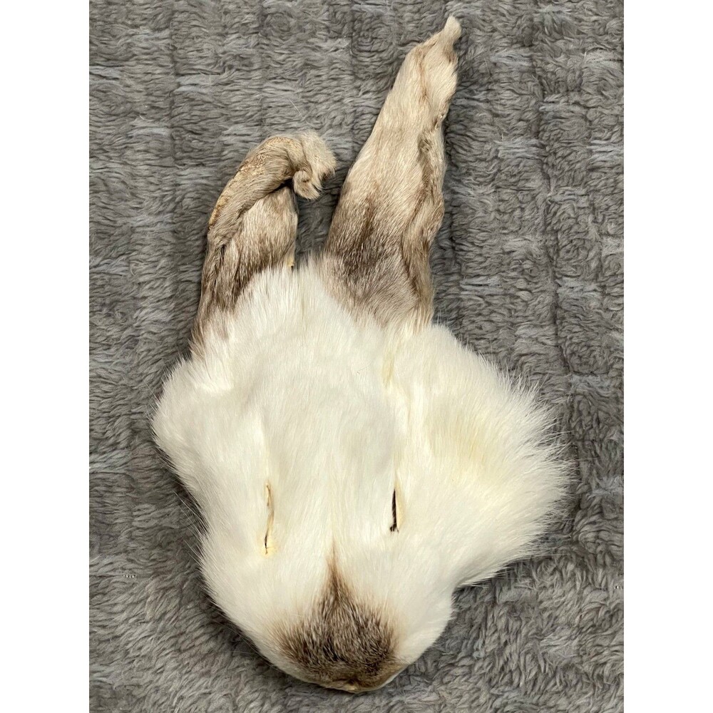 Genuine Rabbit Face Pelt White Brown Real Fur Taxidermy Oddities Curios Craft